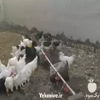 فروش مرغ خروس سیاه در گروه مرغ و خروس و بوقلمون و اردک قو قاز در یکمیوه