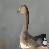 فروش گوشت تازه منجمد غاز اردک در مشهد در گروه مرغ و خروس و بوقلمون و اردک قو قاز در یکمیوه