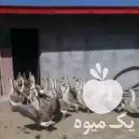 قیمت خرید قوغاز در مشهد در تهران در گروه مرغ و خروس و بوقلمون و اردک قو قاز در یکمیوه