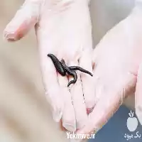 دوره پرورش و تکثیر زالو