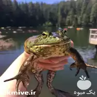 دوره آموزشی پرورش قورباغه گوشتی در تهران