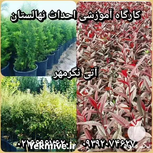 احداث نهالستان احداث باغ میوه ترمیم در تهران در گروه خرید و فروش نهالستان در یکمیوه -عکس1