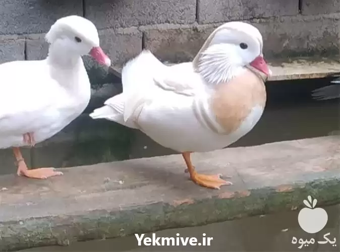 قیمت خرید تخم اردک نطفه دار در سمنان در گروه انواع تخم ها در یکمیوه -عکس1