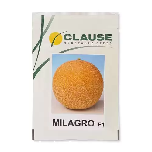 قیمت خرید عرضه بذر خربزه گالیا در شیراز در گروه خرید و فروش بذر خربزه در یکمیوه -عکس1