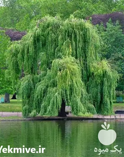 نهال نهال بید در ارومیه در گروه خرید و فروش نهال در یکمیوه -عکس1