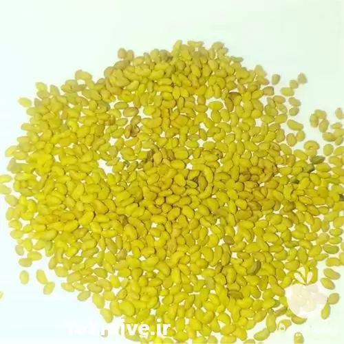 قیمت خرید بذر یونجه در تبریز در گروه خرید و فروش بذر یونجه در یکمیوه -عکس1