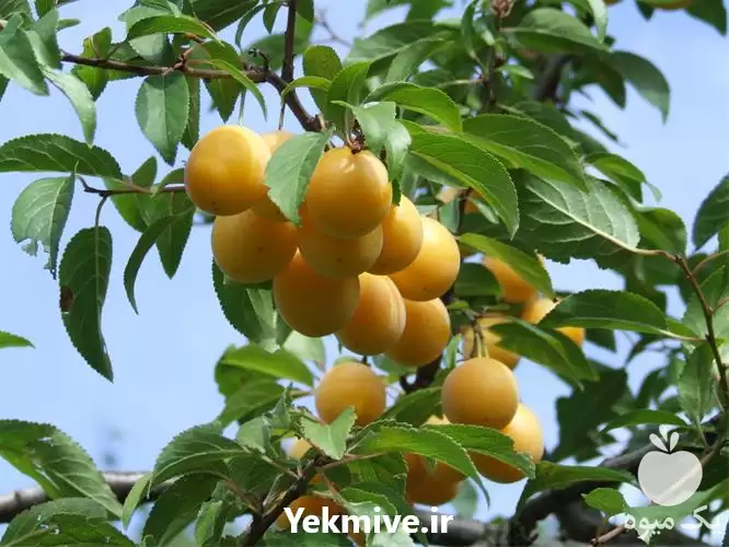 فروش انواع ارقام نهال آلو زرد در ارومیه در گروه فرآورده های آلو و آلوچه در یکمیوه -عکس1