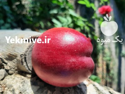 شلیل ردگلد درجه 1 در ارومیه در گروه خرید و فروش شلیل در یکمیوه -عکس1