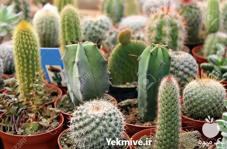 آموزش پرورش کاکتوس و لیپتوس در تهران در گروه دوره آموزش کشاورزی در یکمیوه -عکس1