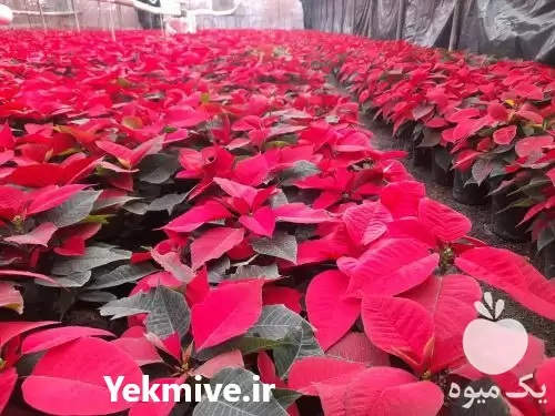 قیمت خرید عمده گل بنت قنسول در پاکدشت در گروه خرید و فروش گیاهان زینتی در یکمیوه -عکس1