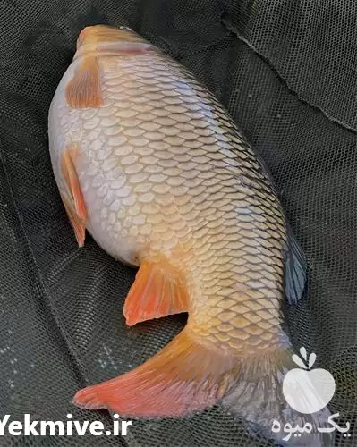 دوره پرورش ماهی گرمابی با مدرک در گروه دوره آموزش کشاورزی در یکمیوه -عکس1