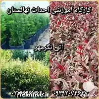 احداث نهالستان احداث باغ میوه ترمیم در تهران در گروه خرید و فروش نهالستان در یکمیوه