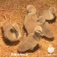 قیمت خرید ویژه تخم نطفه دار در اردبیل در گروه انواع تخم ها در یکمیوه