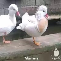 قیمت خرید تخم اردک نطفه دار در سمنان در گروه انواع تخم ها در یکمیوه