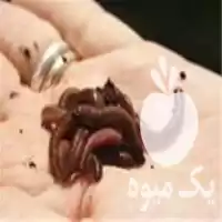 کارگاه آموزشی تهیه کود ورمی کمپوست در تهران در گروه دوره آموزش کشاورزی در یکمیوه