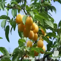 فروش انواع ارقام نهال آلو زرد در ارومیه در گروه فرآورده های آلو و آلوچه در یکمیوه