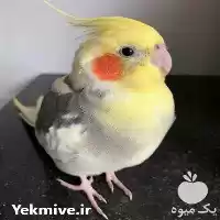 فروش تضمینی تخم نطفه دار عروس در قزوین در گروه انواع تخم ها در یکمیوه