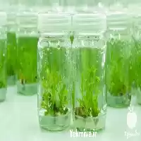 محیط کشت هوگلند استوک های کشت در گروه آزمایشگاه در یکمیوه