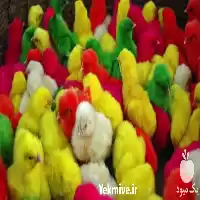 قیمت خرید جوجه خروسک در تهران در گروه مرغ و خروس و بوقلمون و اردک قو قاز در یکمیوه