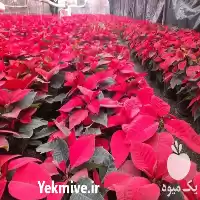 قیمت خرید عمده گل بنت قنسول در پاکدشت در گروه خرید و فروش گیاهان زینتی در یکمیوه