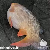 دوره پرورش ماهی گرمابی با مدرک