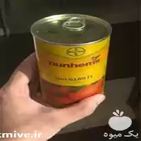 فروش گوجه فرنگی سانسید در کرمانشاه در گروه خرید و فروش گوجه فرنگی در یکمیوه