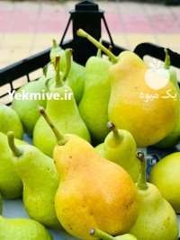 آگهی مشابه گلابی شاه میوه در گروه خرید و فروش گلابی در یکمیوه