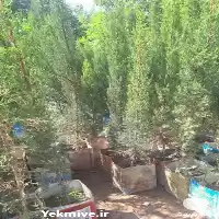 نهال سرو شیراز در سطل حلب در تهران در گروه خرید و فروش نهال سرو در یکمیوه