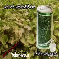 فروش 	انواع بذر چمن شبدر زینتی در گروه خرید و فروش بذر چمن در یکمیوه