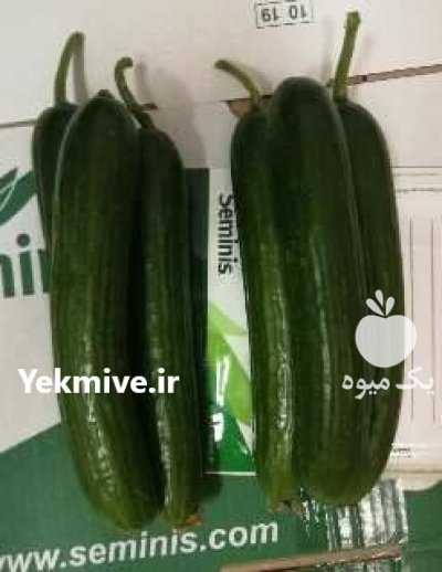 بذر مونزا در یزد در گروه خرید و فروش انواع بذر در یکمیوه -عکس1