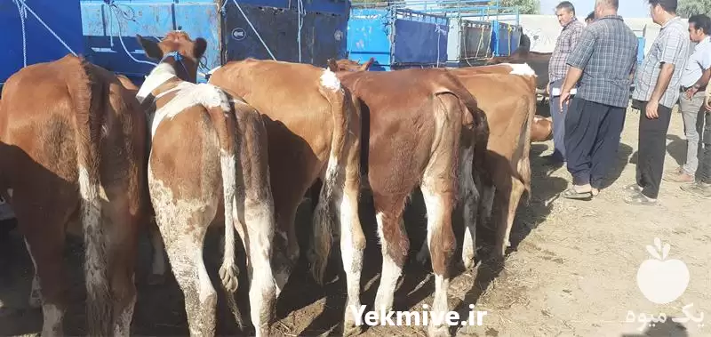 فروش تلیسه و گوساله سمینتال در گروه گاو و گوسفند و میش و بز کهره گوساله در یکمیوه -عکس1