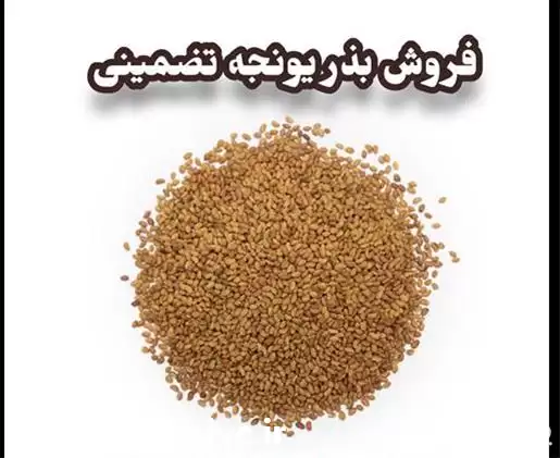 فروش بذر یونجه به سراسر ایران در تهران در گروه خرید و فروش بذر یونجه در یکمیوه -عکس1