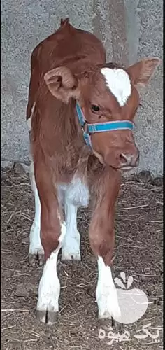 فروش گوساله سمینتال در گرگان در گروه گاو و گوسفند و میش و بز کهره گوساله در یکمیوه -عکس1