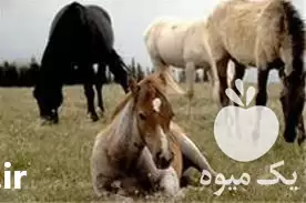 فروش آموزش غیر حضوری پرورش اسب در تهران در گروه اسب و الاغ خر و فروش قاطر در یکمیوه -عکس1