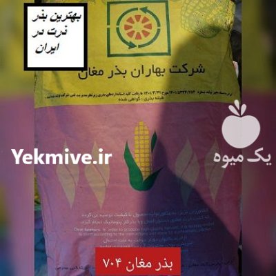 فروش بذر ذرت مغان بذر ذرت در اهواز در گروه خرید و فروش بذر ذرت در یکمیوه -عکس1