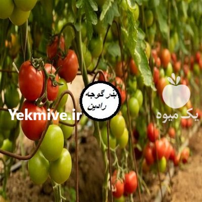 فروش بذر گوجه فرنگی گلخانه ای در اهواز در گروه خرید و فروش انواع بذر در یکمیوه -عکس1