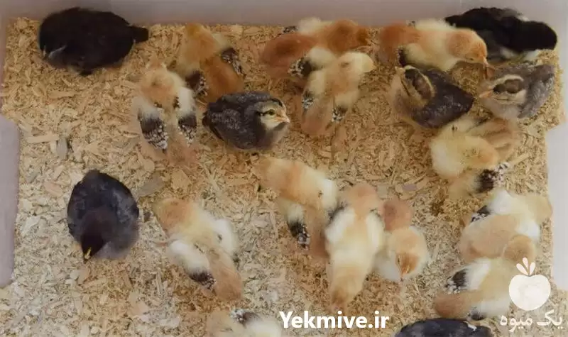 قیمت خرید جوجه خروس یک روزه در کرمانشاه در گروه مرغ و خروس و بوقلمون و اردک قو قاز در یکمیوه -عکس1