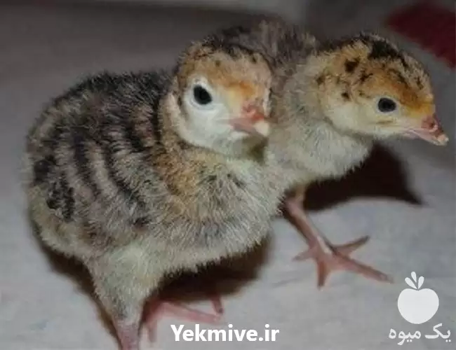 قیمت خرید جوجه رسمی روزه تا در کرمانشاه در گروه مرغ و خروس و بوقلمون و اردک قو قاز در یکمیوه -عکس1