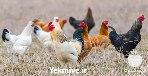 فروش جوجه مرغ محلی در کرمانشاه در گروه مرغ و خروس و بوقلمون و اردک قو قاز در یکمیوه -عکس1