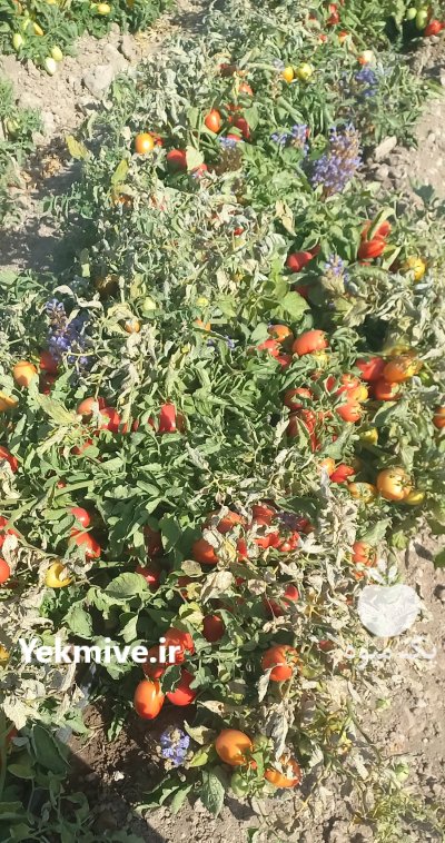 نیازمند نیسان باربری در گروه حمل و نقل در یکمیوه -عکس1