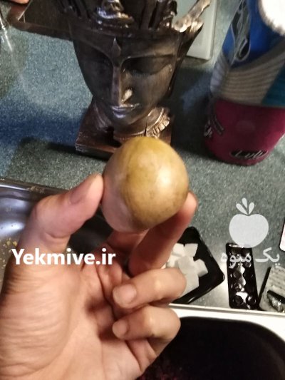 بذر آووکادو در تهران در گروه خرید و فروش میوه استوایی در یکمیوه -عکس1