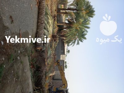 فروش تنه درخت نخل در فاریاب در گروه خرید و فروش چوب درخت در یکمیوه -عکس1