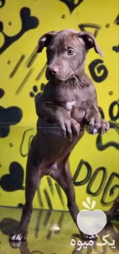 فروش توله پیتبول نر و ماده در گروه سگ و گربه در یکمیوه -عکس1