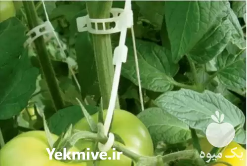 فروش گیره نگهدارنده بوته سایز 27 در تهران در گروه خرید و فروش تجهیزات گلخانه در یکمیوه -عکس1