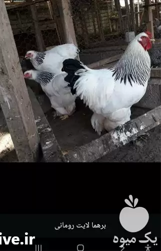 قیمت خرید تخم نطفه دار مرغ در شیراز در گروه مرغ و خروس و بوقلمون و اردک قو قاز در یکمیوه -عکس1