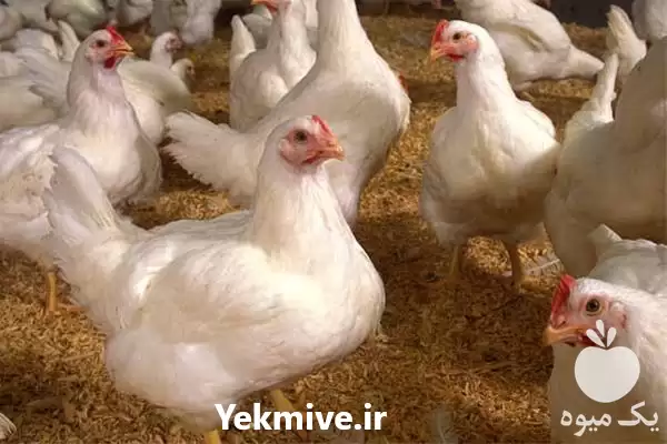 فروش تخم نطفه دار مرغ در شیراز در گروه انواع تخم ها در یکمیوه -عکس1
