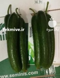 بذر مونزا در یزد در گروه خرید و فروش انواع بذر در یکمیوه