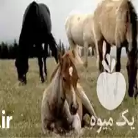 فروش آموزش غیر حضوری پرورش اسب در تهران در گروه اسب و الاغ خر و فروش قاطر در یکمیوه