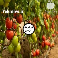 فروش بذر گوجه فرنگی گلخانه ای در اهواز در گروه خرید و فروش انواع بذر در یکمیوه
