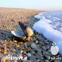 پرورش صدف مروارید ساز در گروه دوره آموزش کشاورزی در یکمیوه